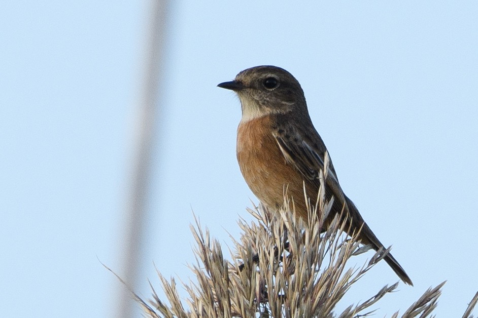 bramborníček černohlavý - ML643668840