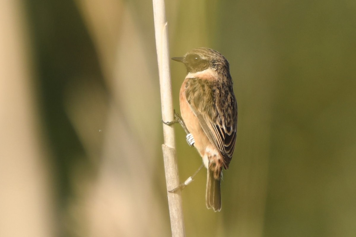 bramborníček černohlavý - ML643668841