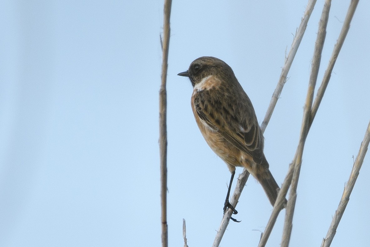 bramborníček černohlavý - ML643668842