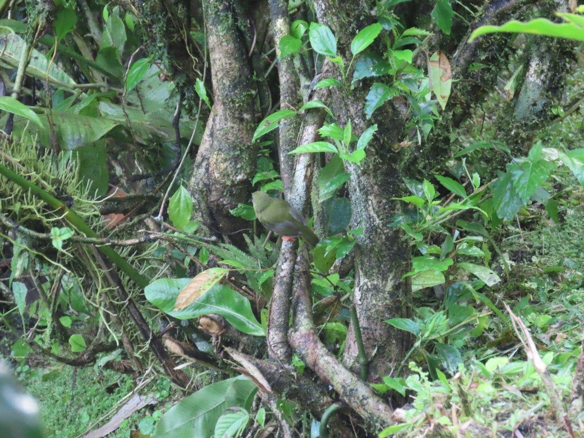 White-collared Manakin - ML643668843