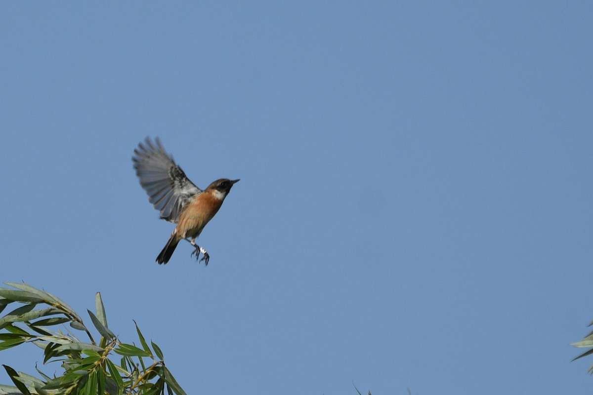 bramborníček černohlavý - ML643668844