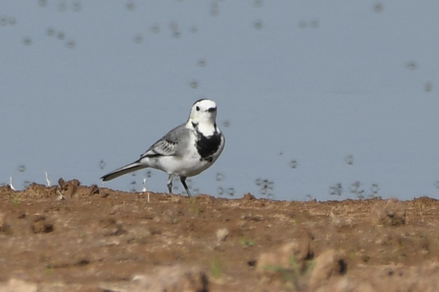 konipas bílý - ML643668852