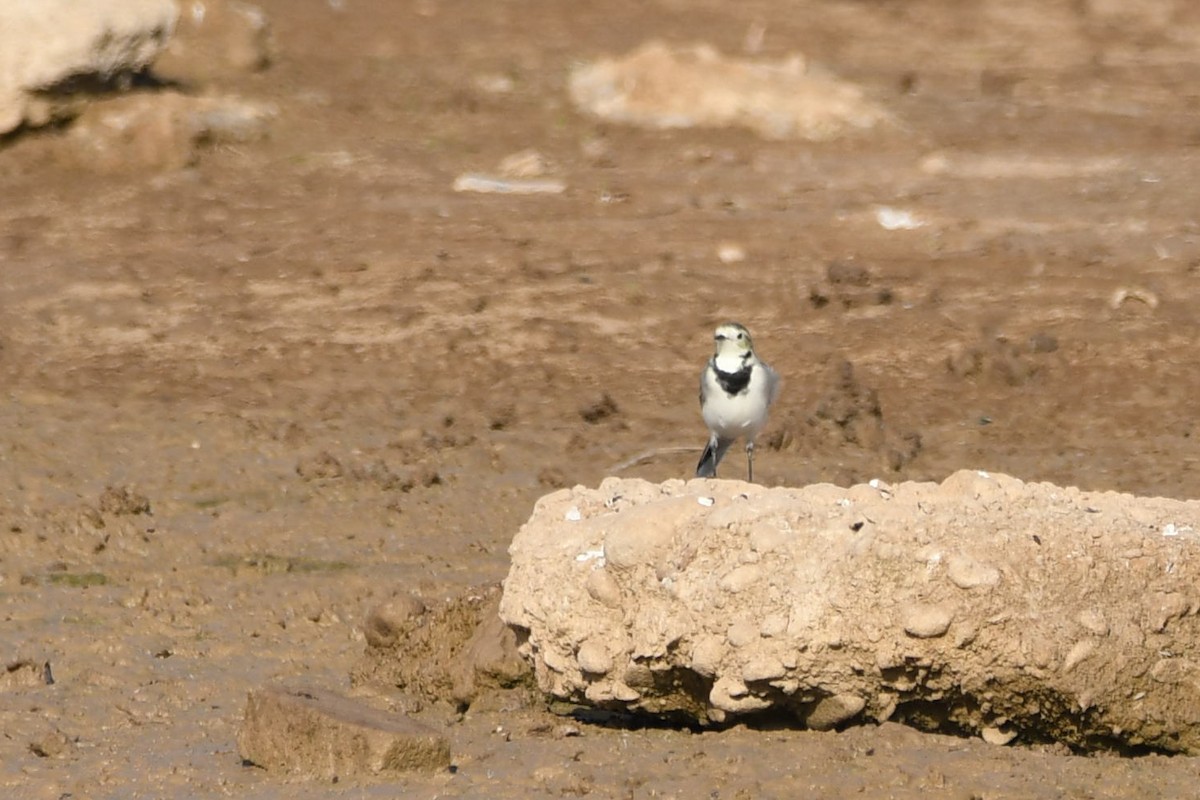 konipas bílý - ML643668853