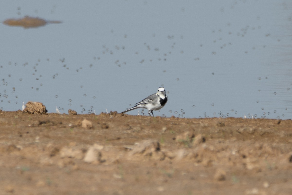 konipas bílý - ML643668854