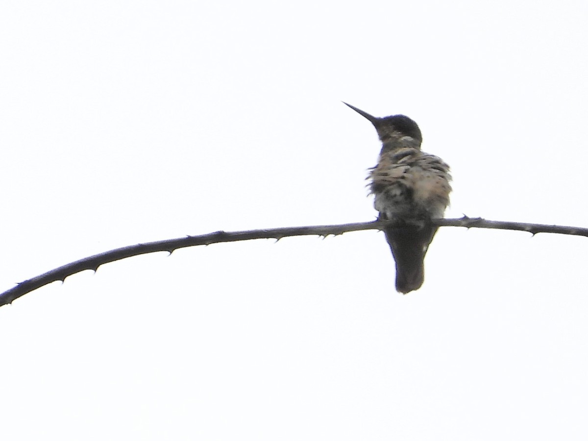 Black-crested Coquette - ML643668857