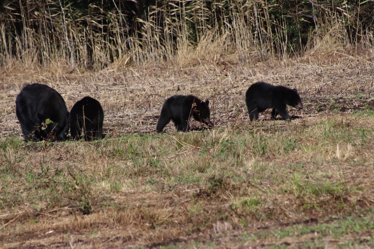 Animals - ML643668866