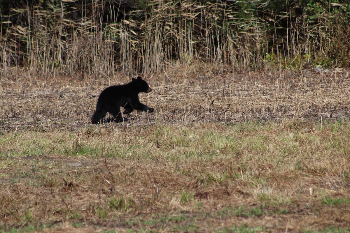 Animals - ML643668869