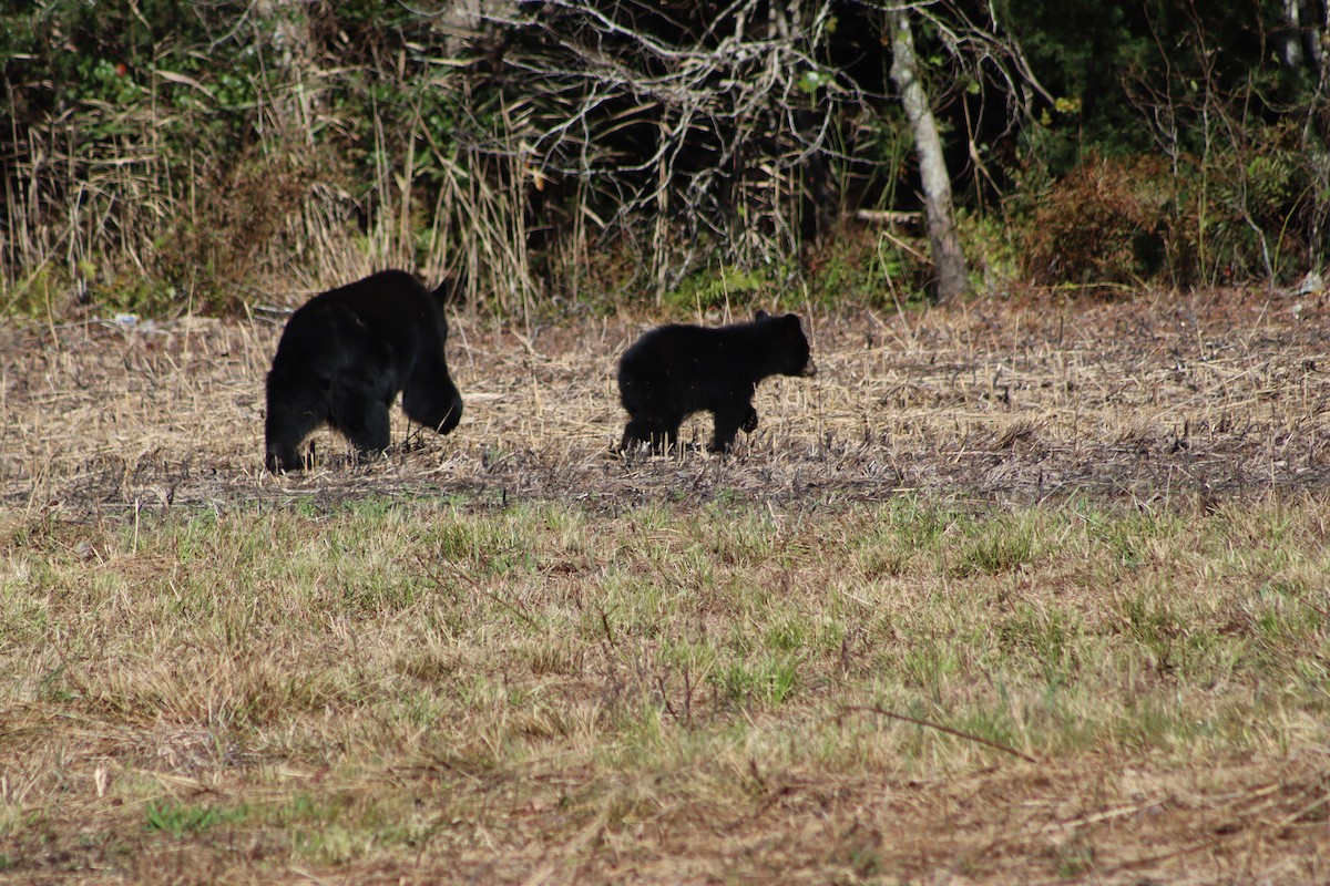 Animals - ML643668870