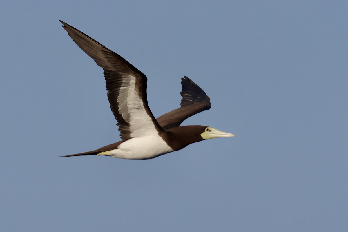 Brown Booby - ML643668872