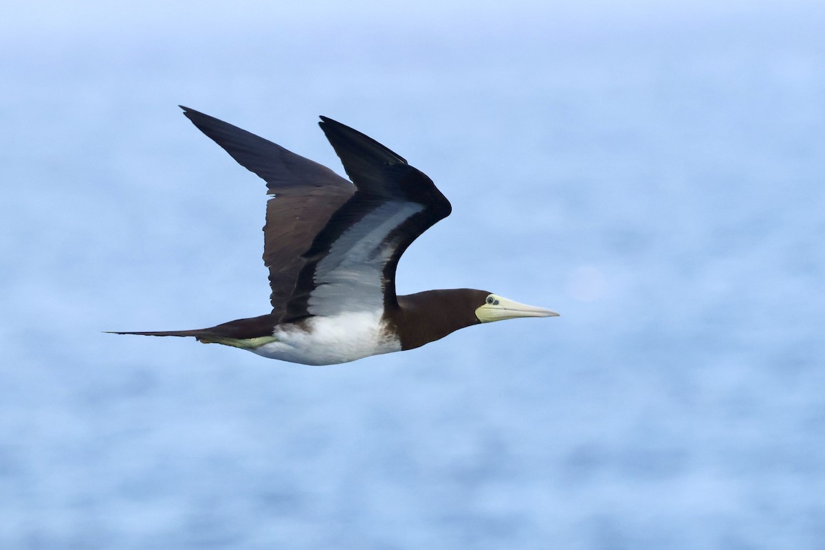 Brown Booby - ML643668873
