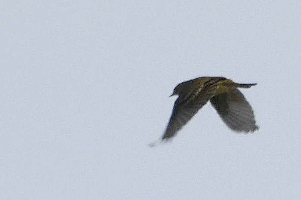 linduška luční - ML643668874