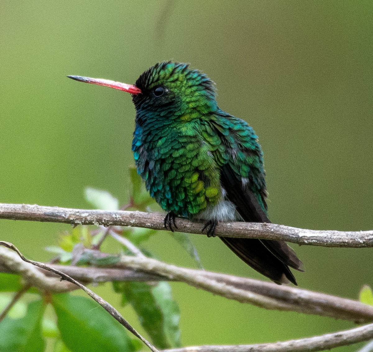 Glittering-bellied Emerald - ML643668880