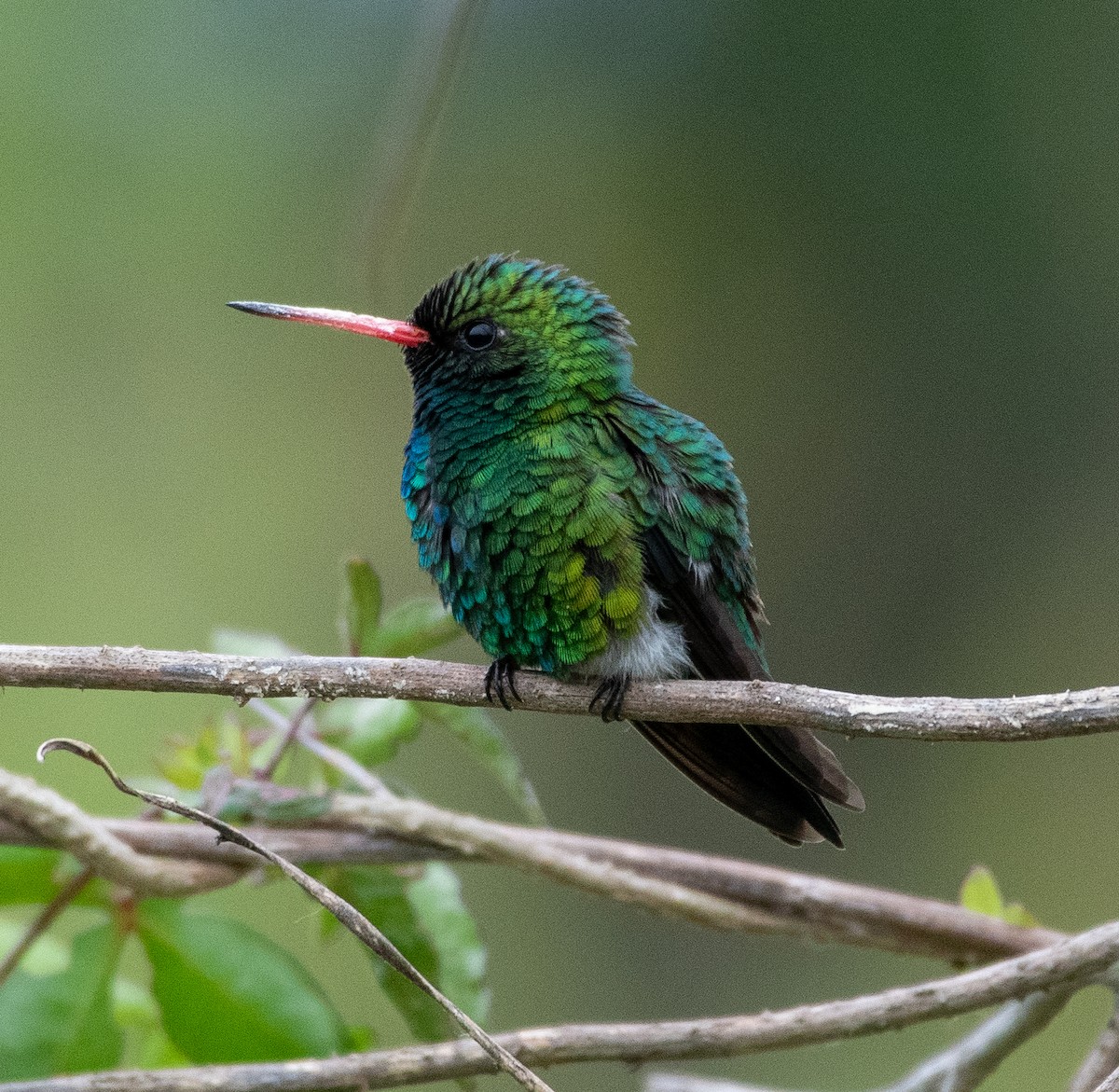 Glittering-bellied Emerald - ML643668881
