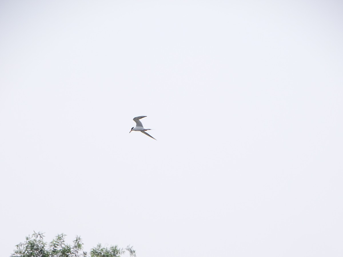 Forster's Tern - ML643668882
