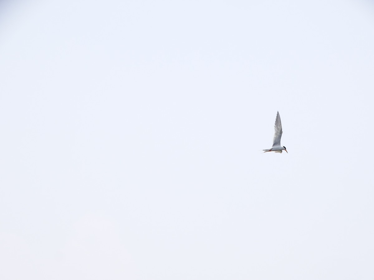Forster's Tern - ML643668883