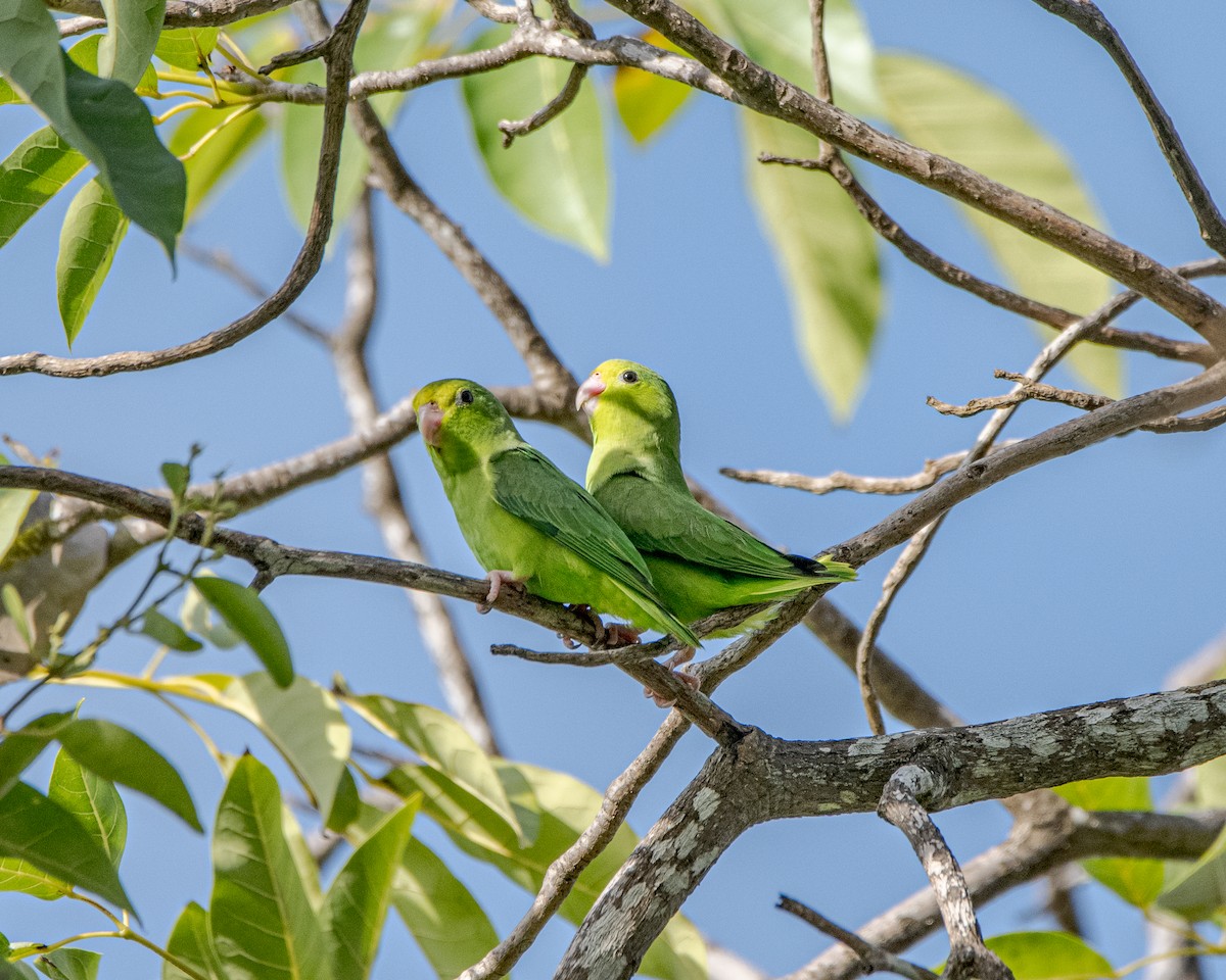 Cotorrita Aliturquesa - ML643668889