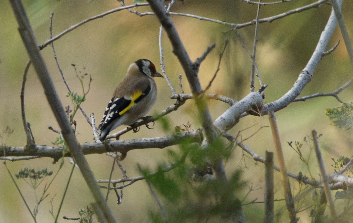 stehlík obecný - ML643668894