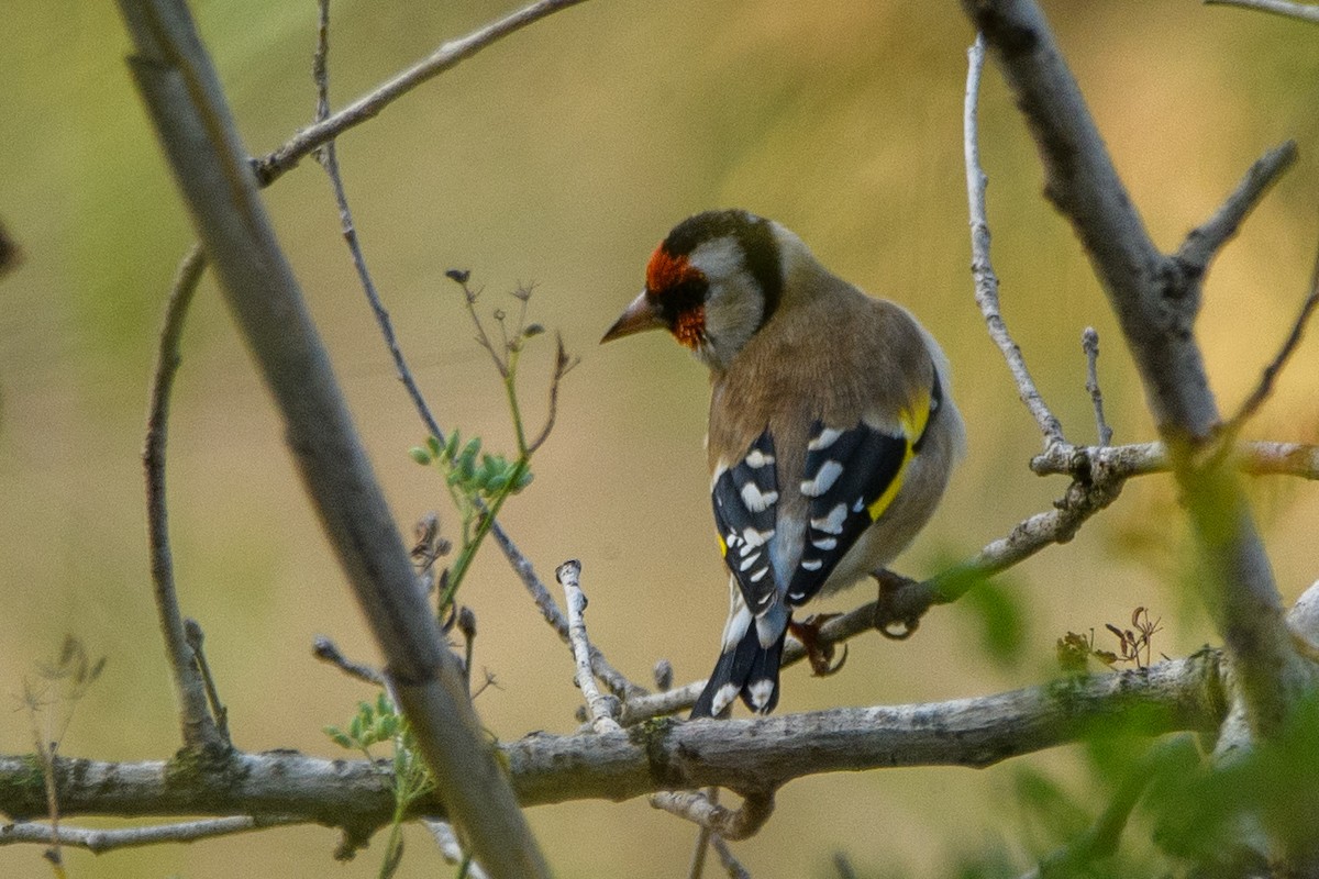 stehlík obecný - ML643668895