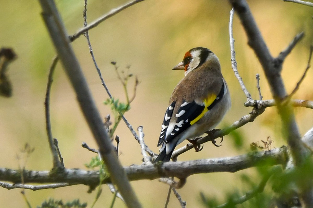 stehlík obecný - ML643668896