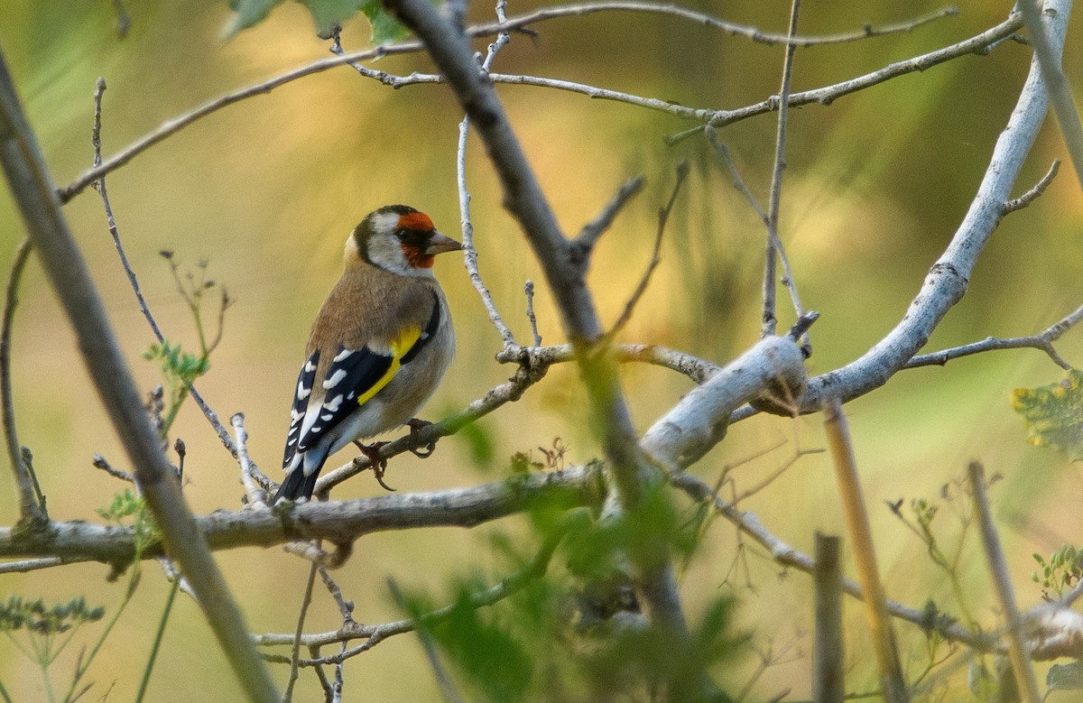 stehlík obecný - ML643668897