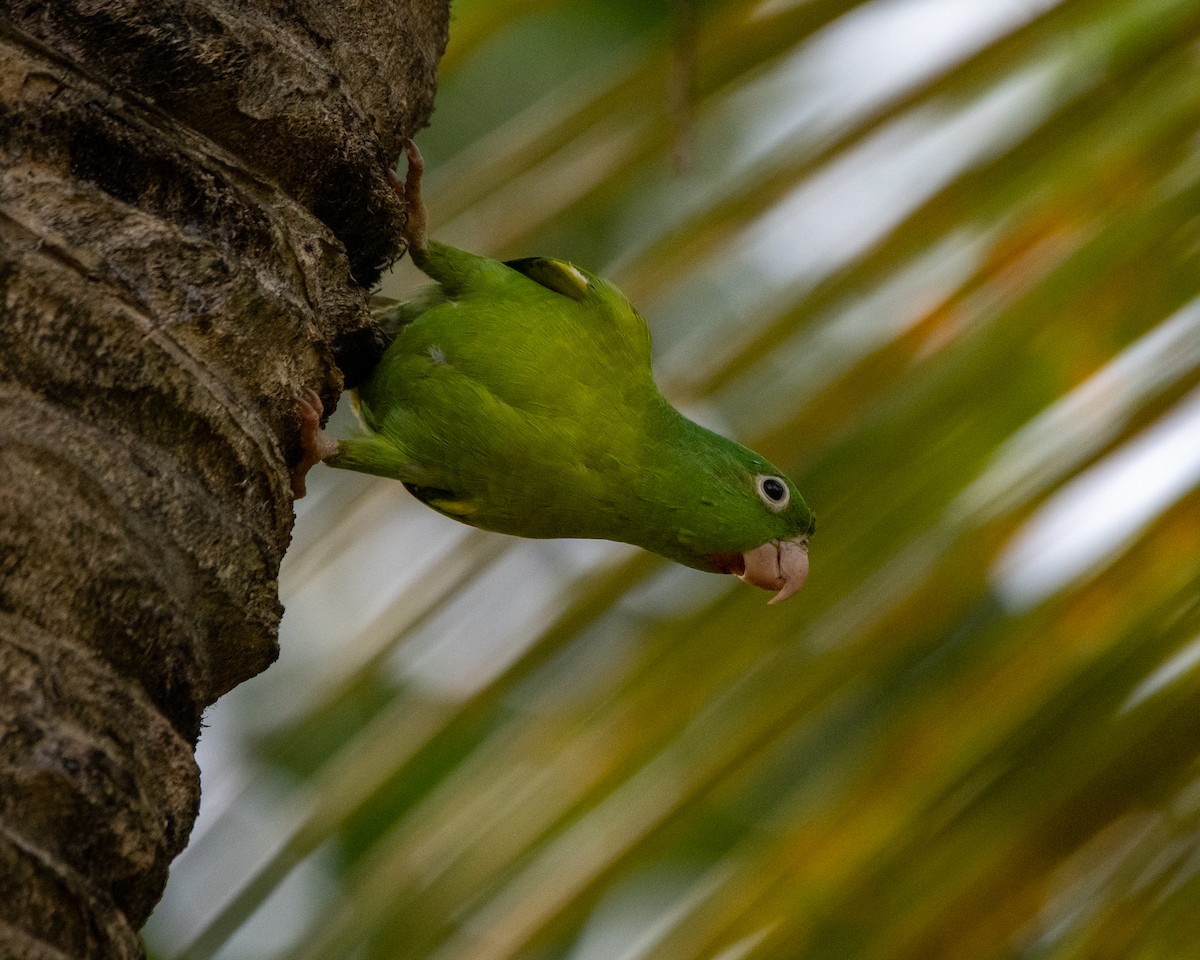 Orange-chinned Parakeet - ML643668907