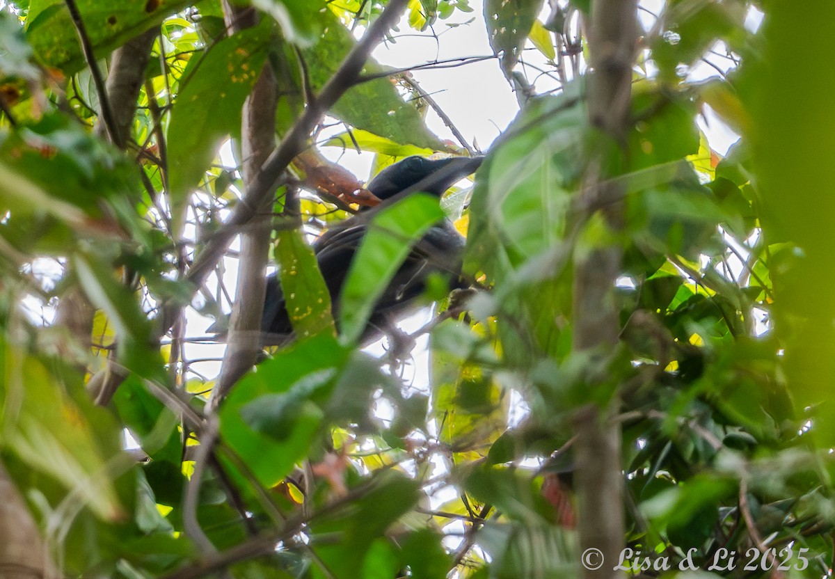 Flores Crow - ML643668908