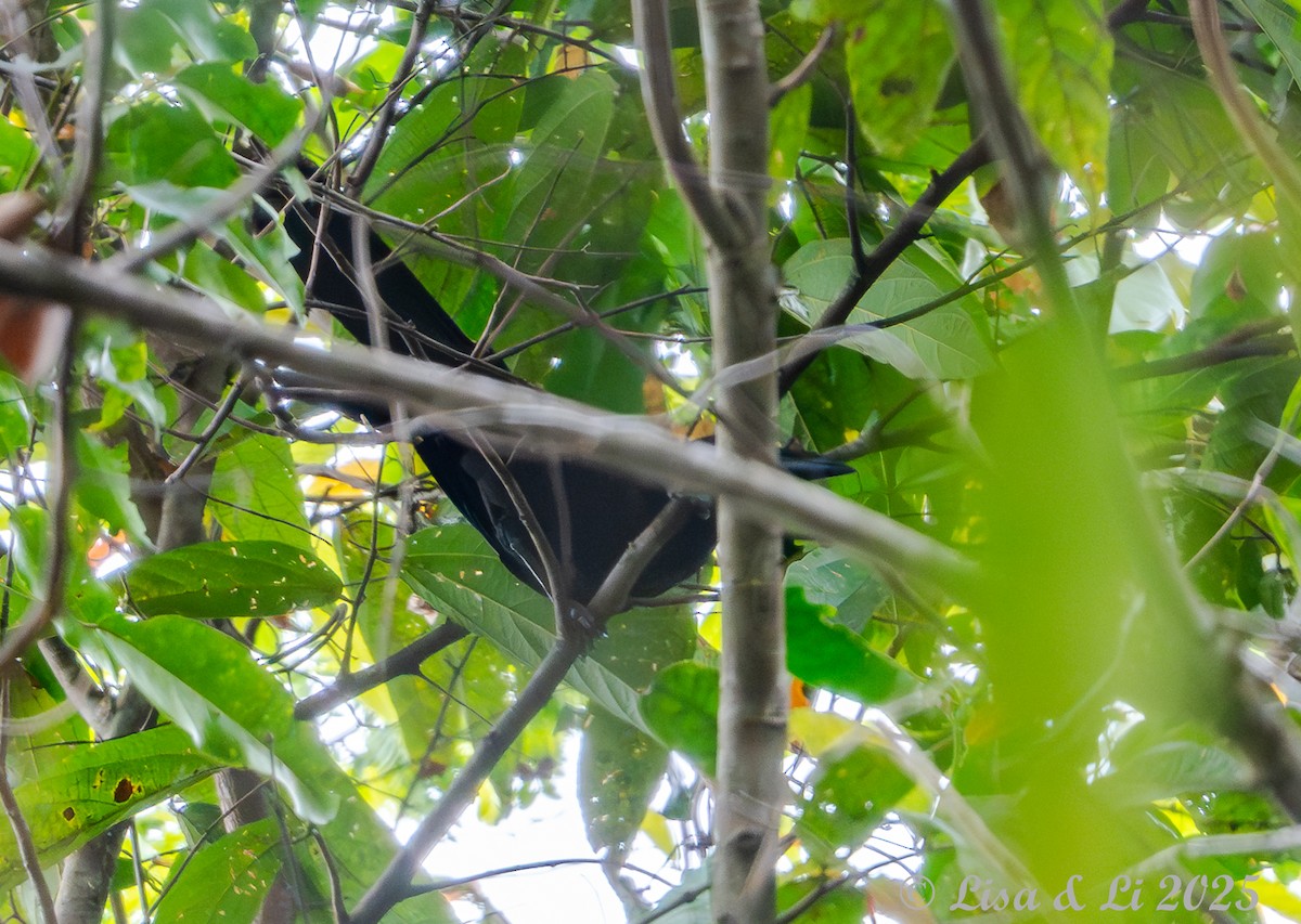 Flores Crow - ML643668909