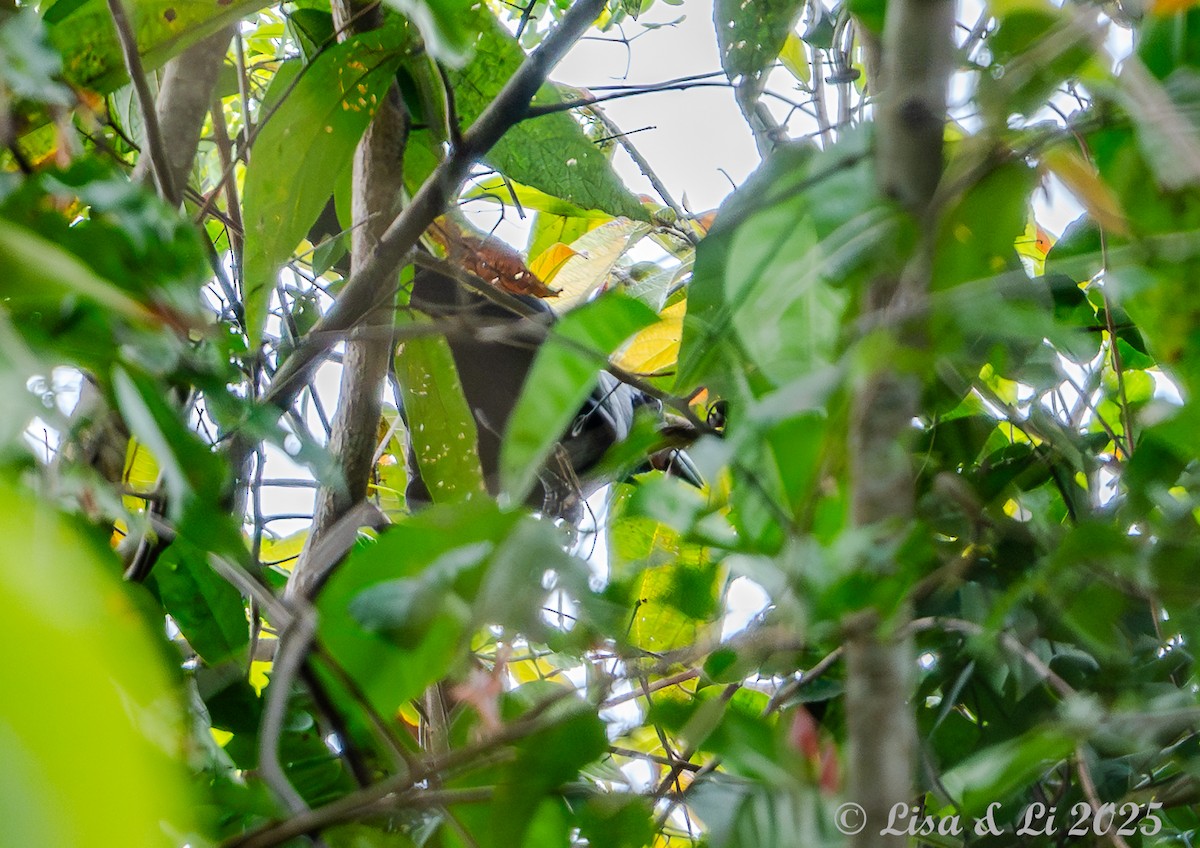 Flores Crow - ML643668910