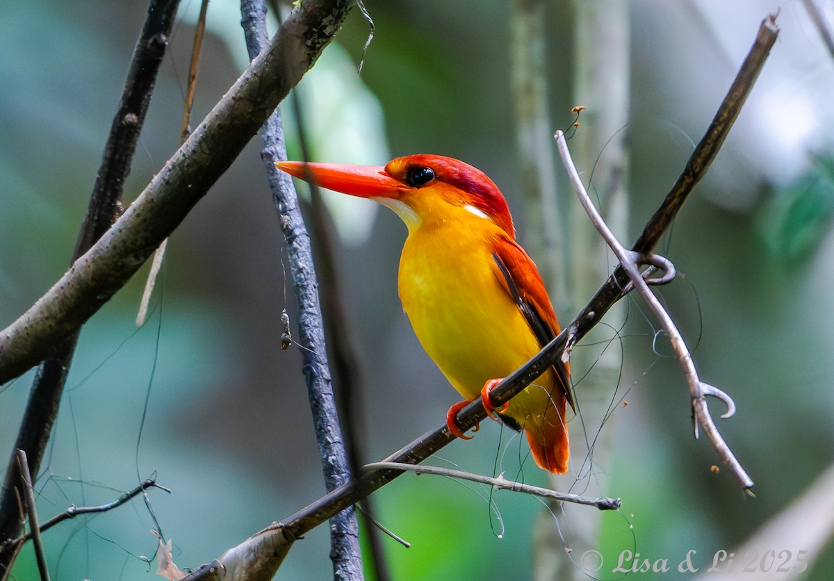Rufous-backed Dwarf-Kingfisher - ML643668918
