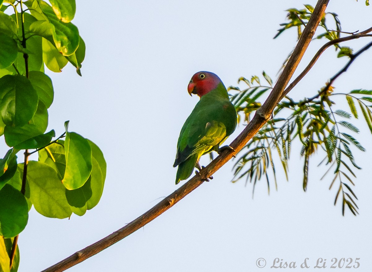 Red-cheeked Parrot - ML643668920