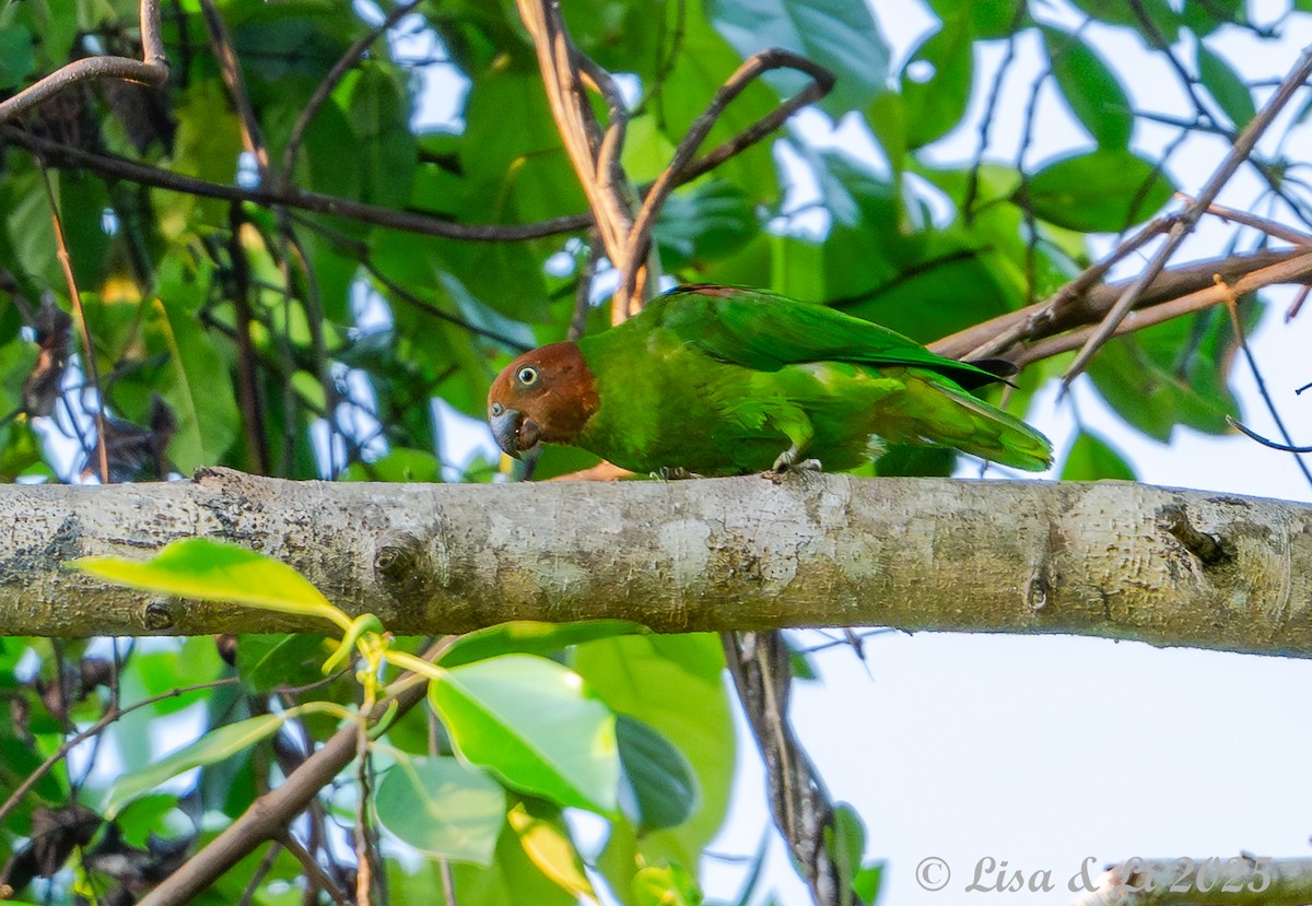 Red-cheeked Parrot - ML643668921