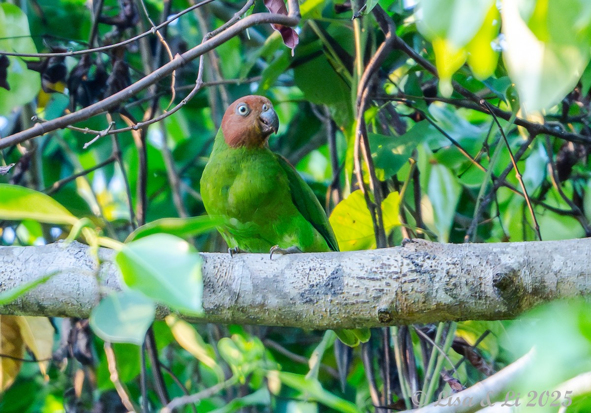 Red-cheeked Parrot - ML643668922