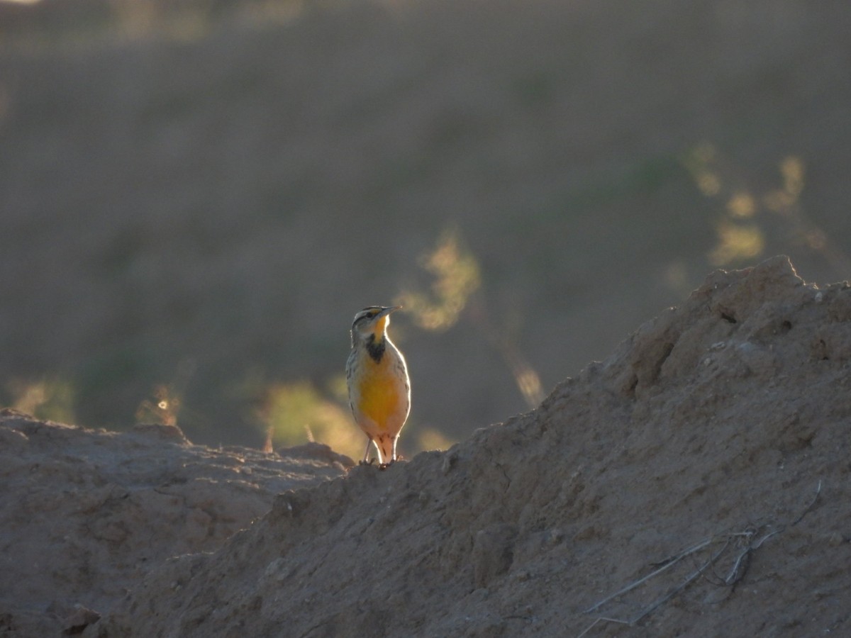 Pradero Chihuahuense - ML643668931