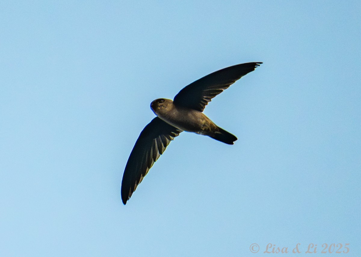 White-nest Swiftlet (White-nest) - ML643668951