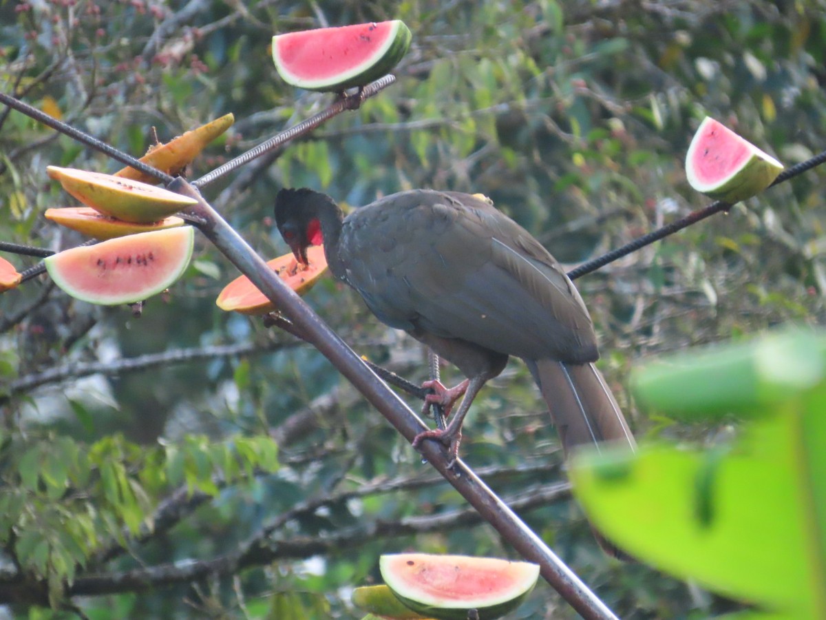 Crested Guan - ML643668955
