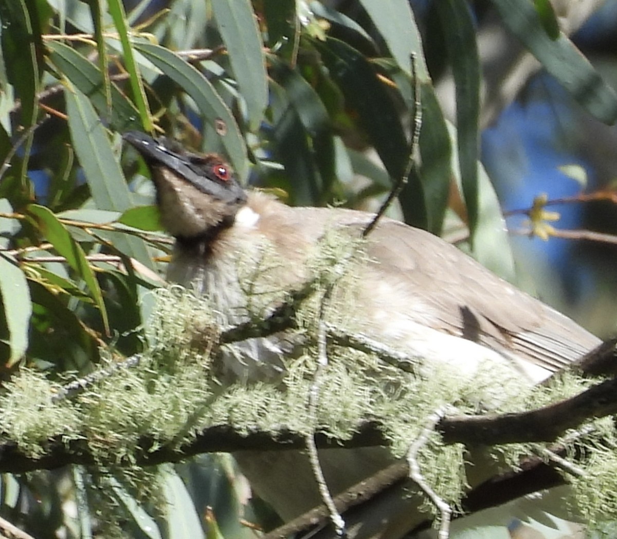 Noisy Friarbird - ML643668978