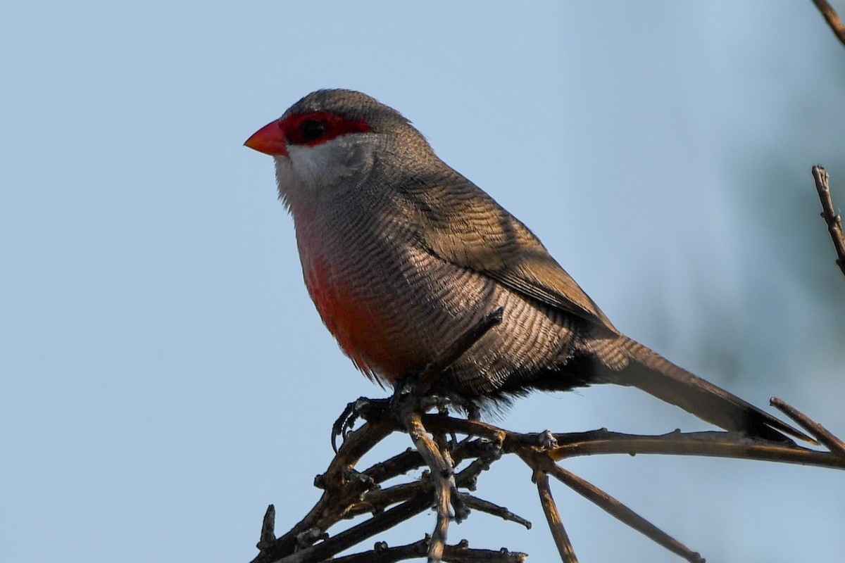 astrild vlnkovaný - ML643668980