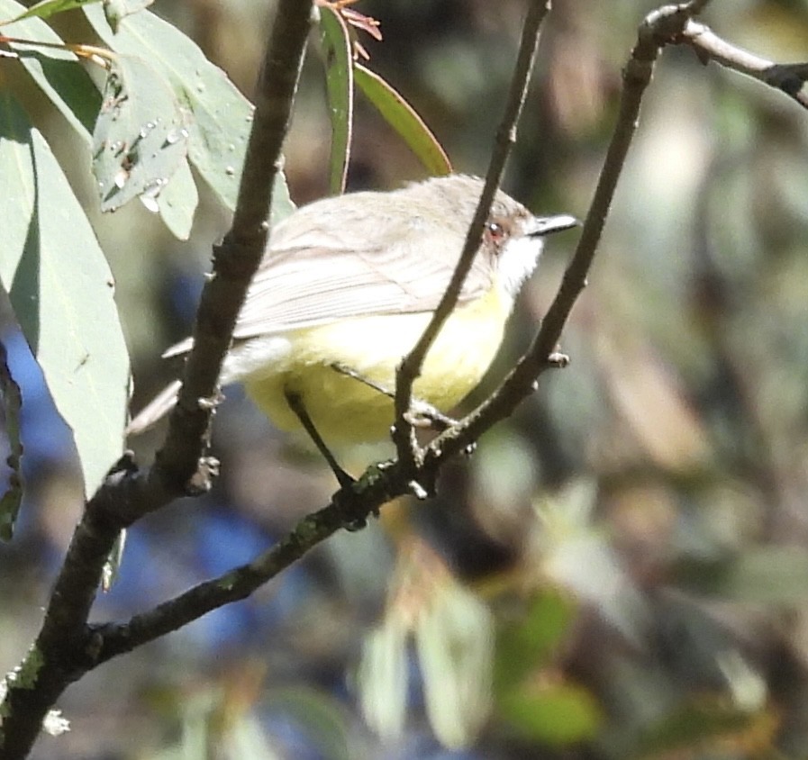 White-throated Gerygone - ML643668987