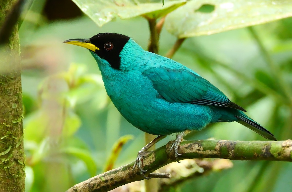 Green Honeycreeper - Mike Melton