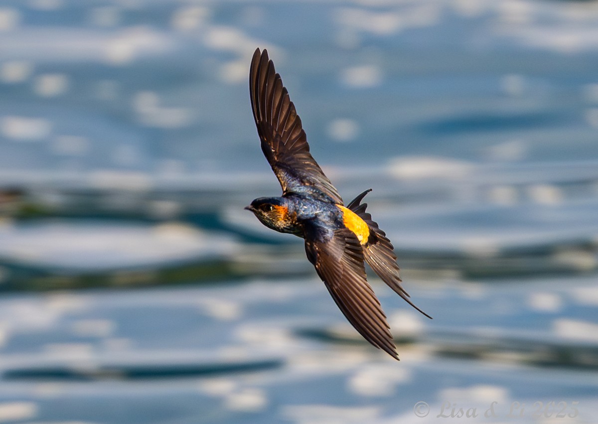 Eastern Red-rumped Swallow (Striated) - ML643669001