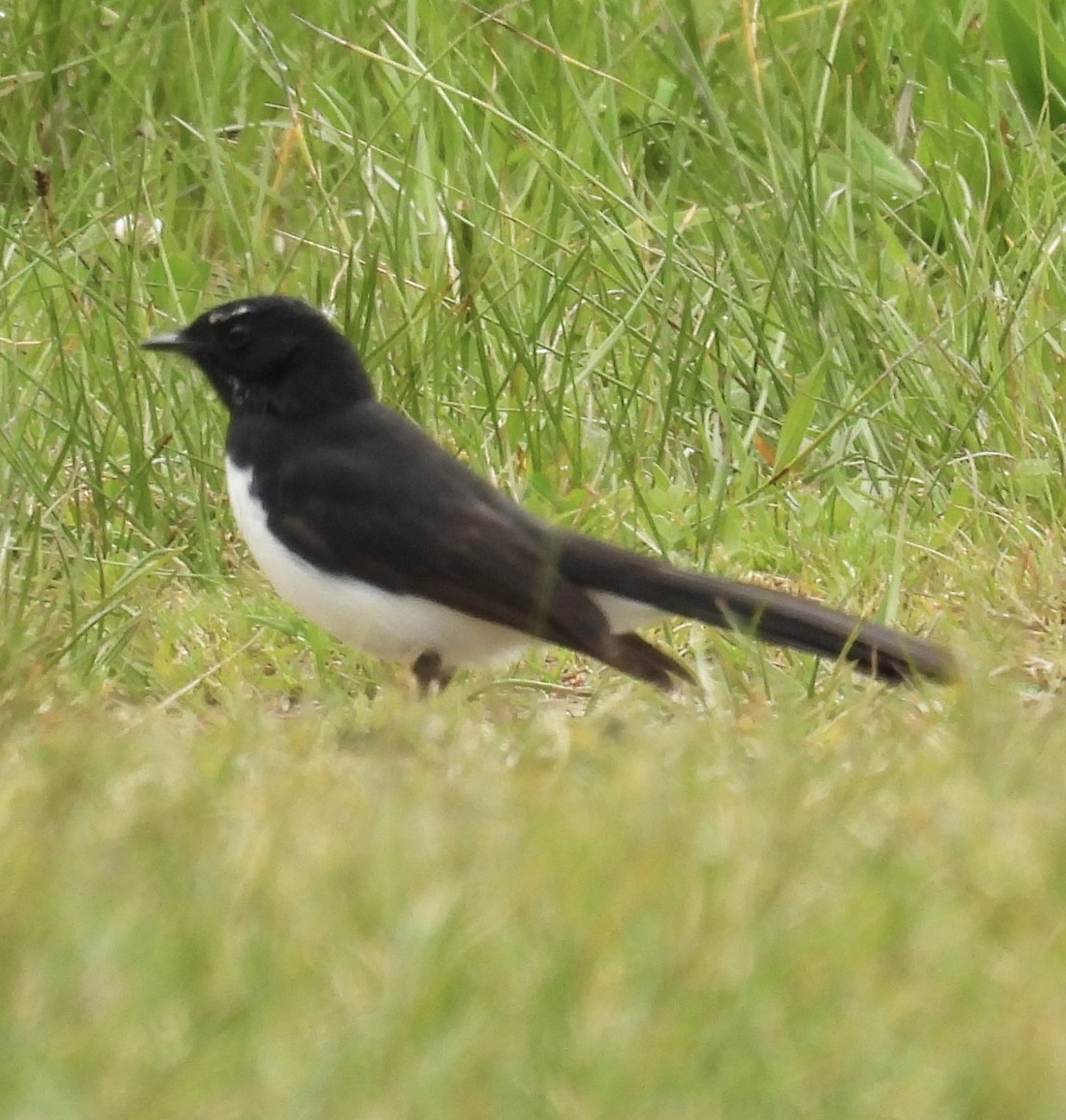 Willie-wagtail - ML643669013