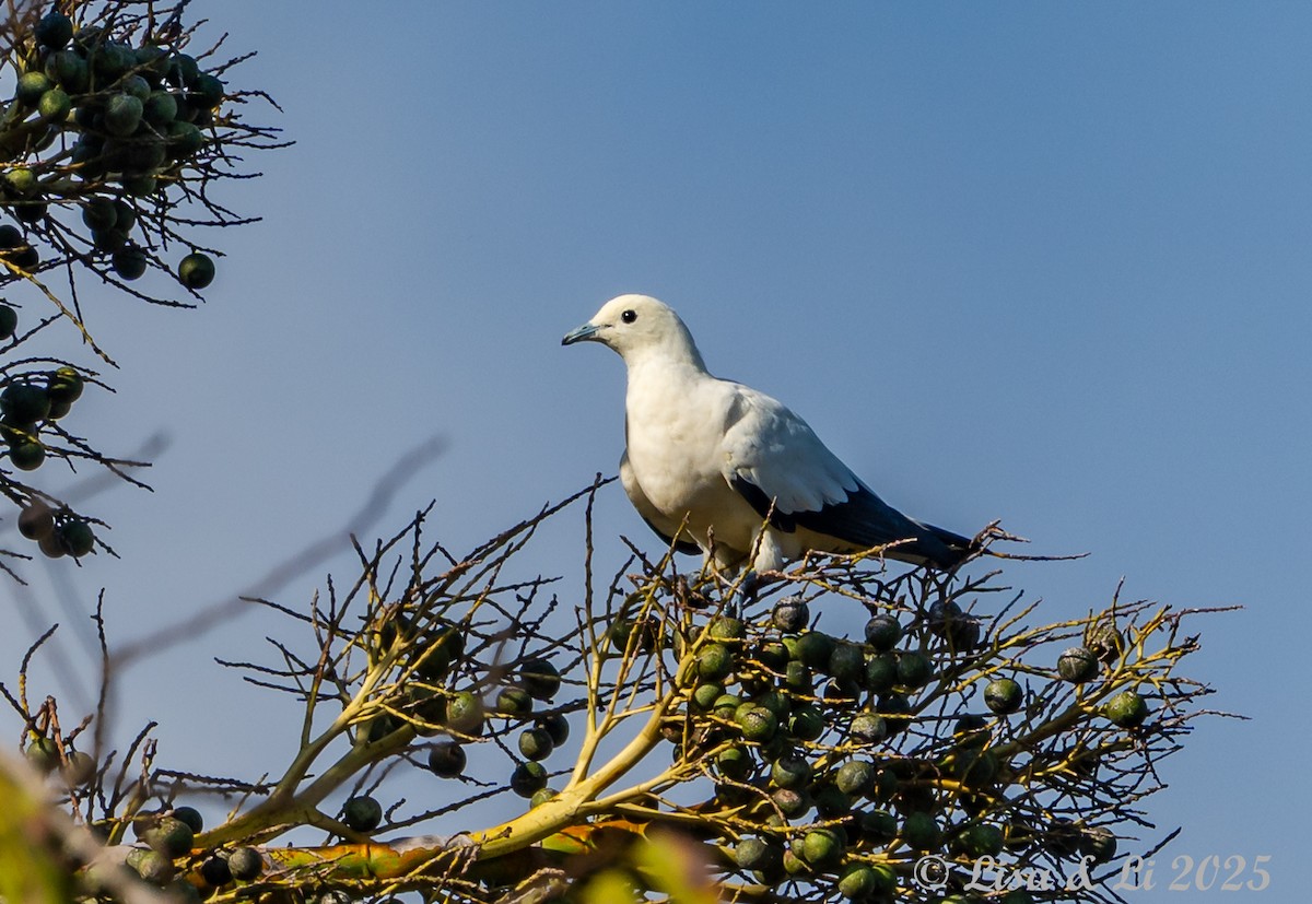 Pied Imperial-Pigeon - Lisa & Li Li