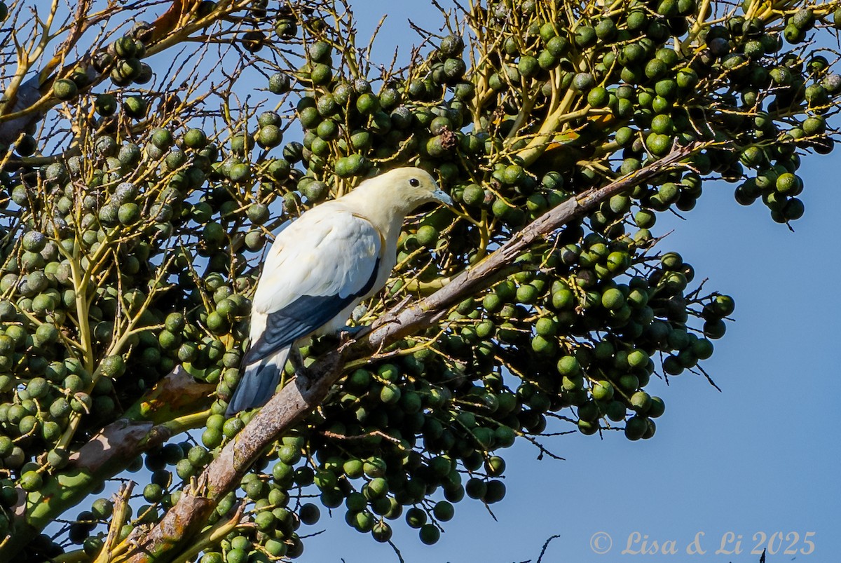 Pied Imperial-Pigeon - ML643669044