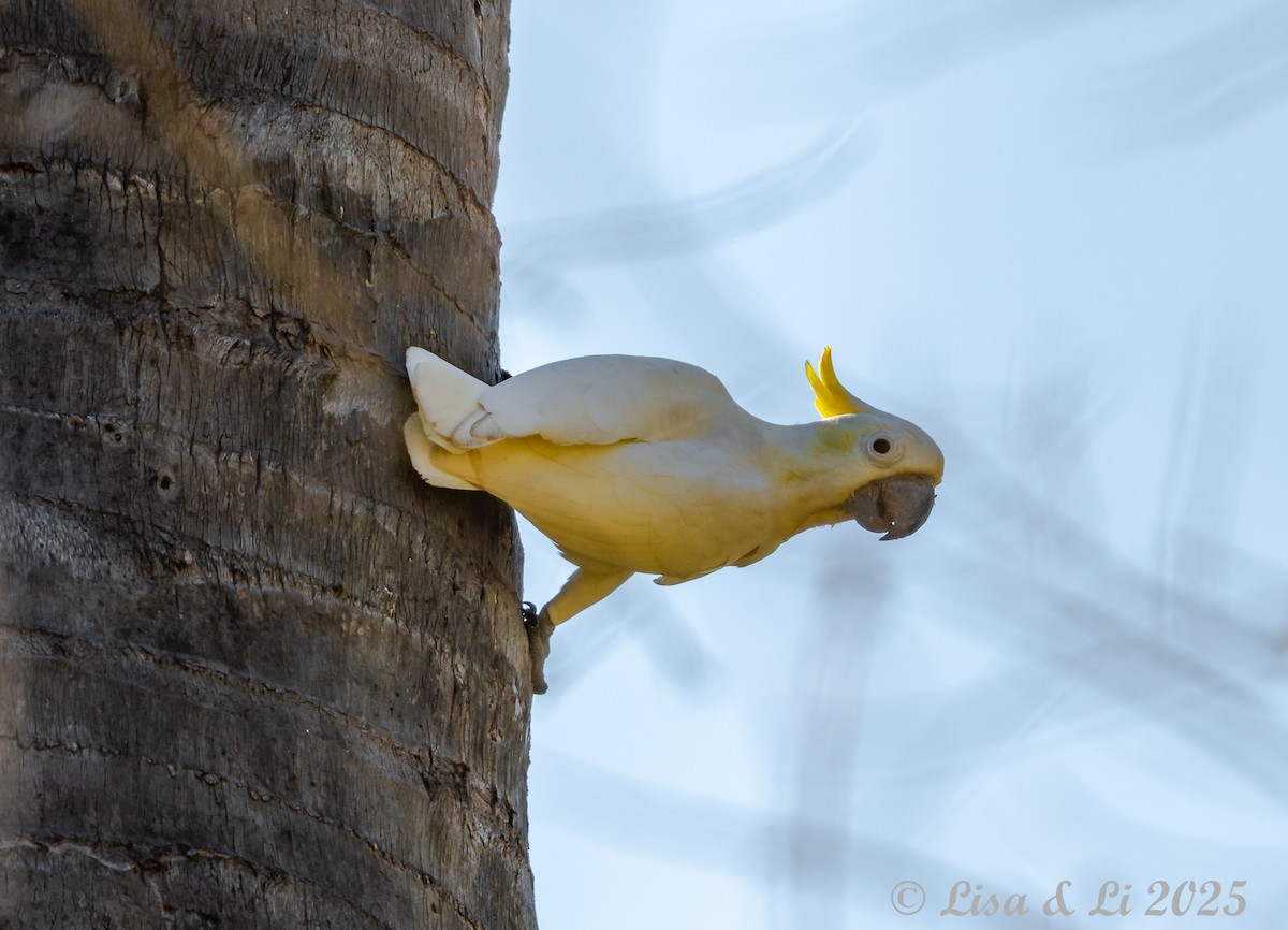 Yellow-crested Cockatoo - ML643669055