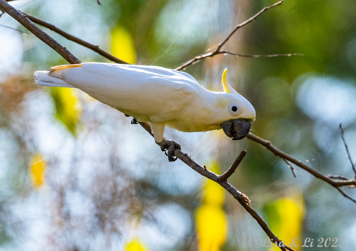 Yellow-crested Cockatoo - ML643669056