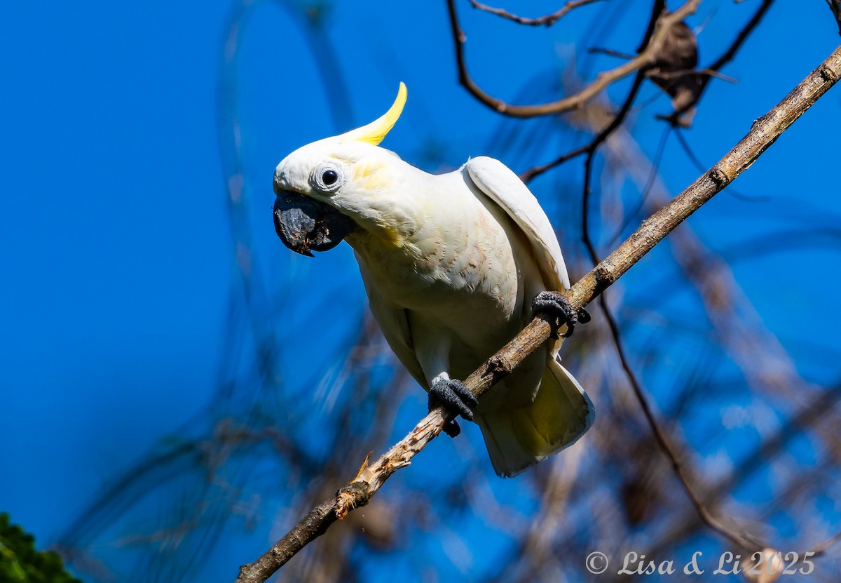 Yellow-crested Cockatoo - ML643669057