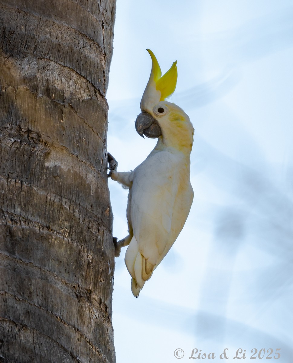 Yellow-crested Cockatoo - ML643669058