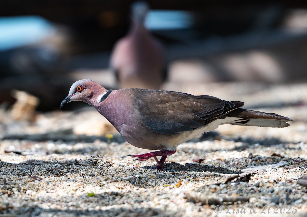 Tourterelle à double collier - ML643669080