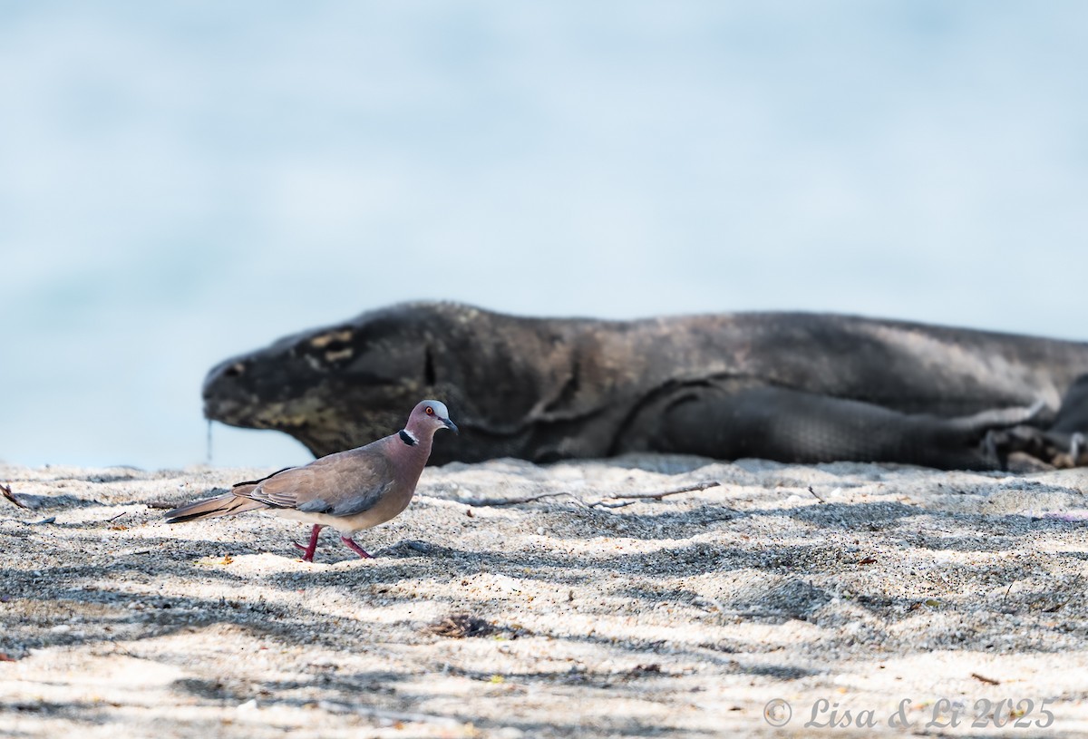 Tourterelle à double collier - ML643669081