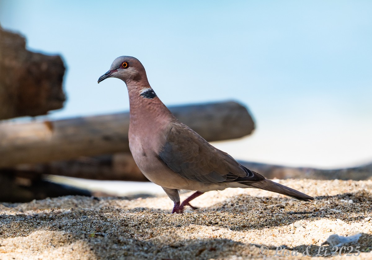 Tourterelle à double collier - ML643669082